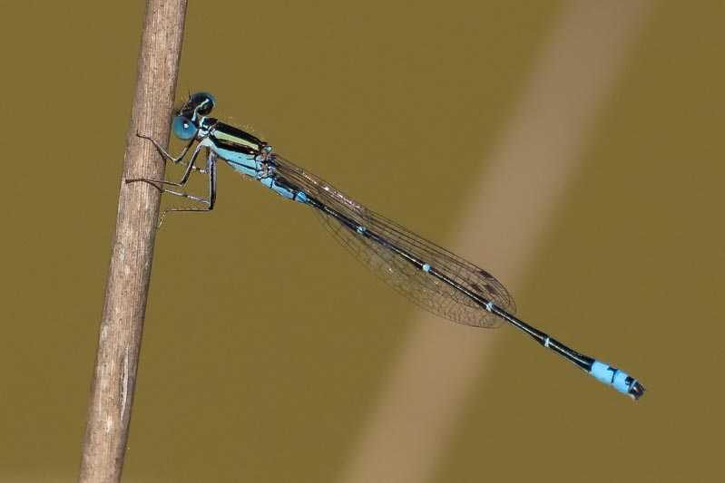 Austroagrion watsoni (Eastern Billabongfly) male-3.jpg